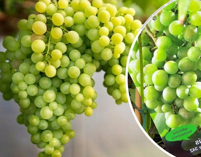 Vynmedis (Vitis) 'Kiszmisz 342' (besėklė)