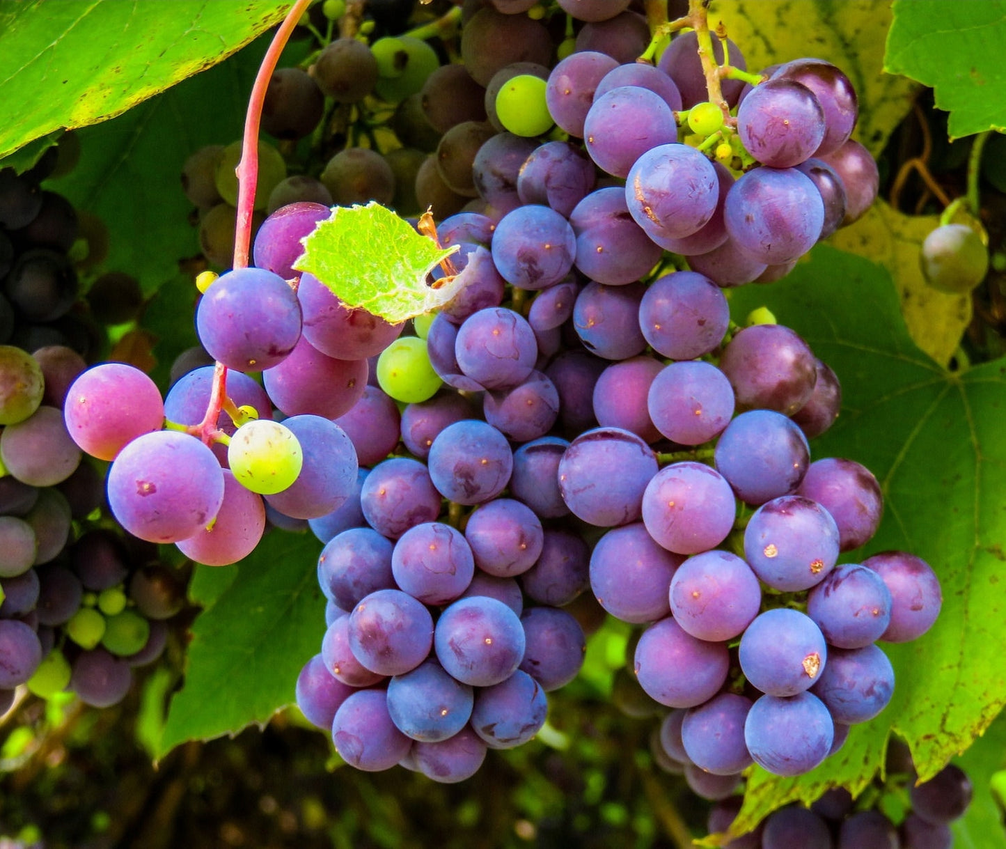 Vynmedis (Vitis) 'Lidia (desertinė)