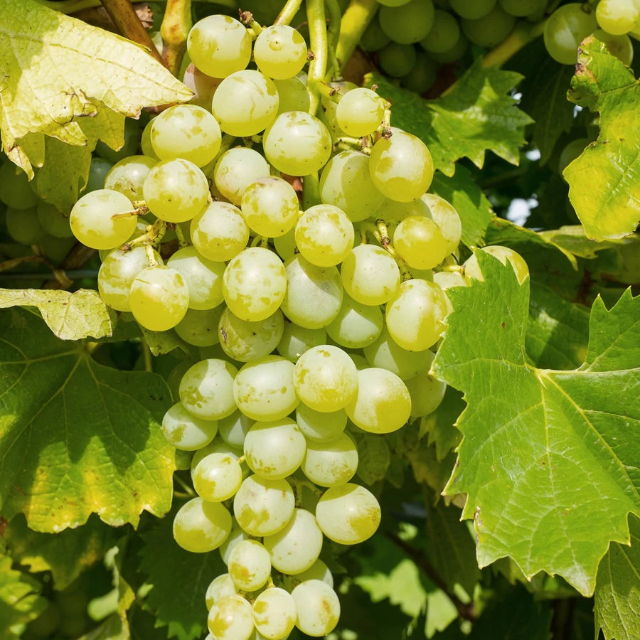 Vynmedis (Vitis) 'Muskat Odesskij' (vyninė)