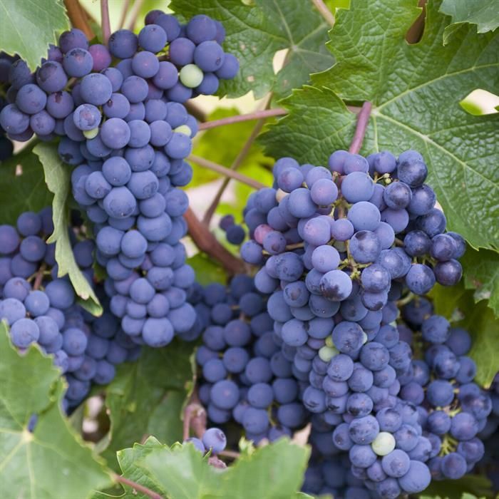 Vynmedis (Vitis) 'Nero' (vyninė)
