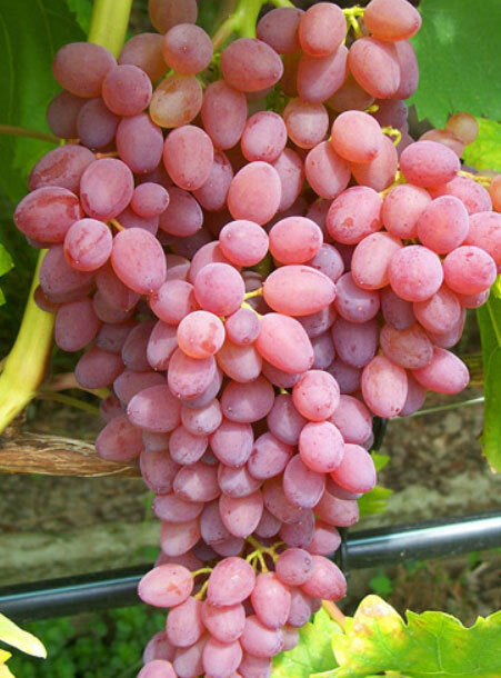 Vynmedis (Vitis) 'Reliance' (besėklė)