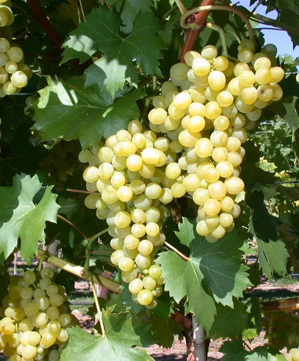 Vynmedis (Vitis) 'Seyval' (vyninė)