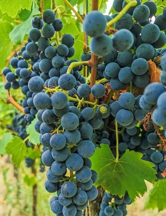 Vynmedis (Vitis) 'Stella' (besėklė)