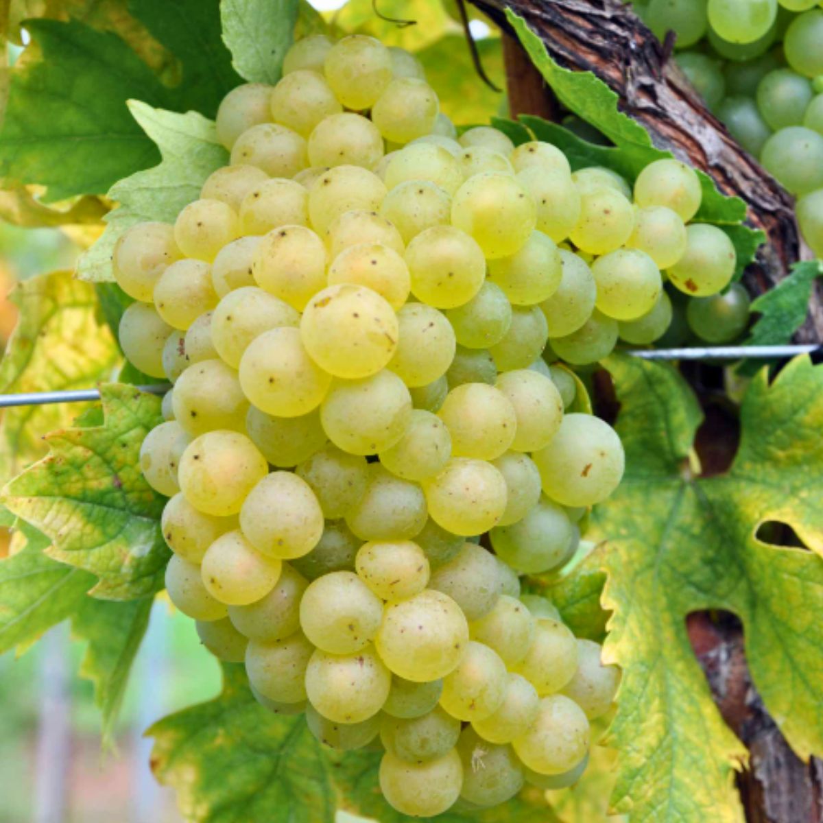 Vynmedis (Vitis) 'Veeblanc' (desertinė - vyninė)