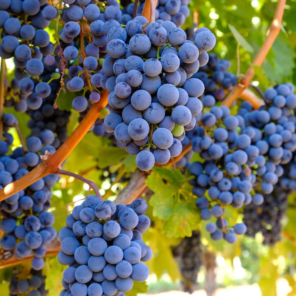 Vynmedis (Vitis) 'Venus' (besėklė)