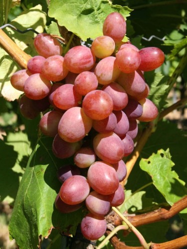 Vynmedis (Vitis) 'Wiktoria 5' (desertinė-hibridinė)