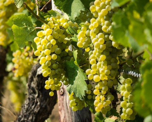 Vynmedis (Vitis) 'Baliet' (besėklė)