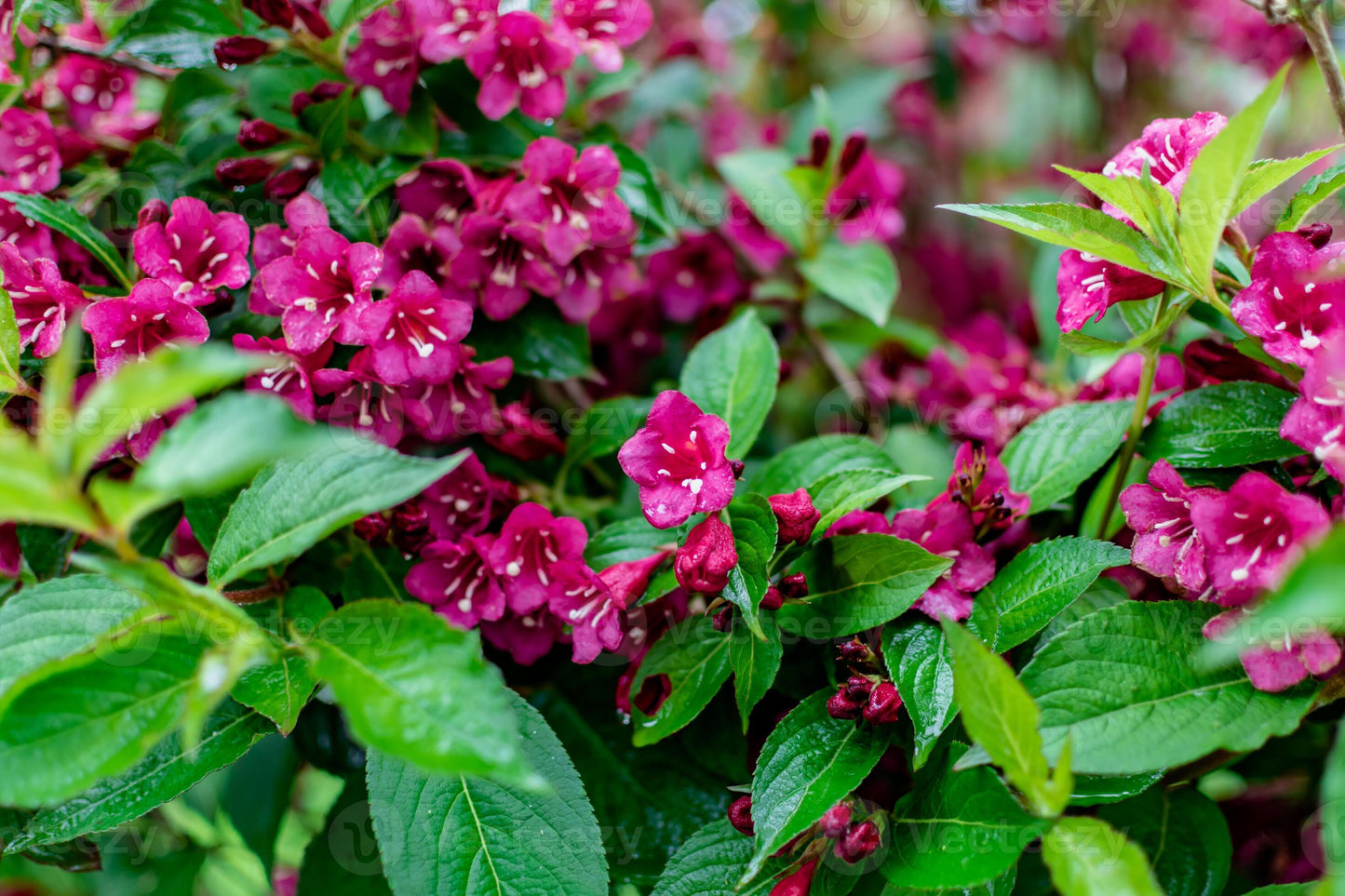 Veigelė gražiažiedė (Weigela florida) ‘Bristol Ruby’