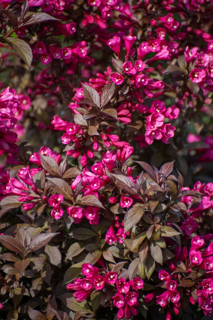 Veigelė gražiažiedė (Weigela florida) ‘Minor Black’