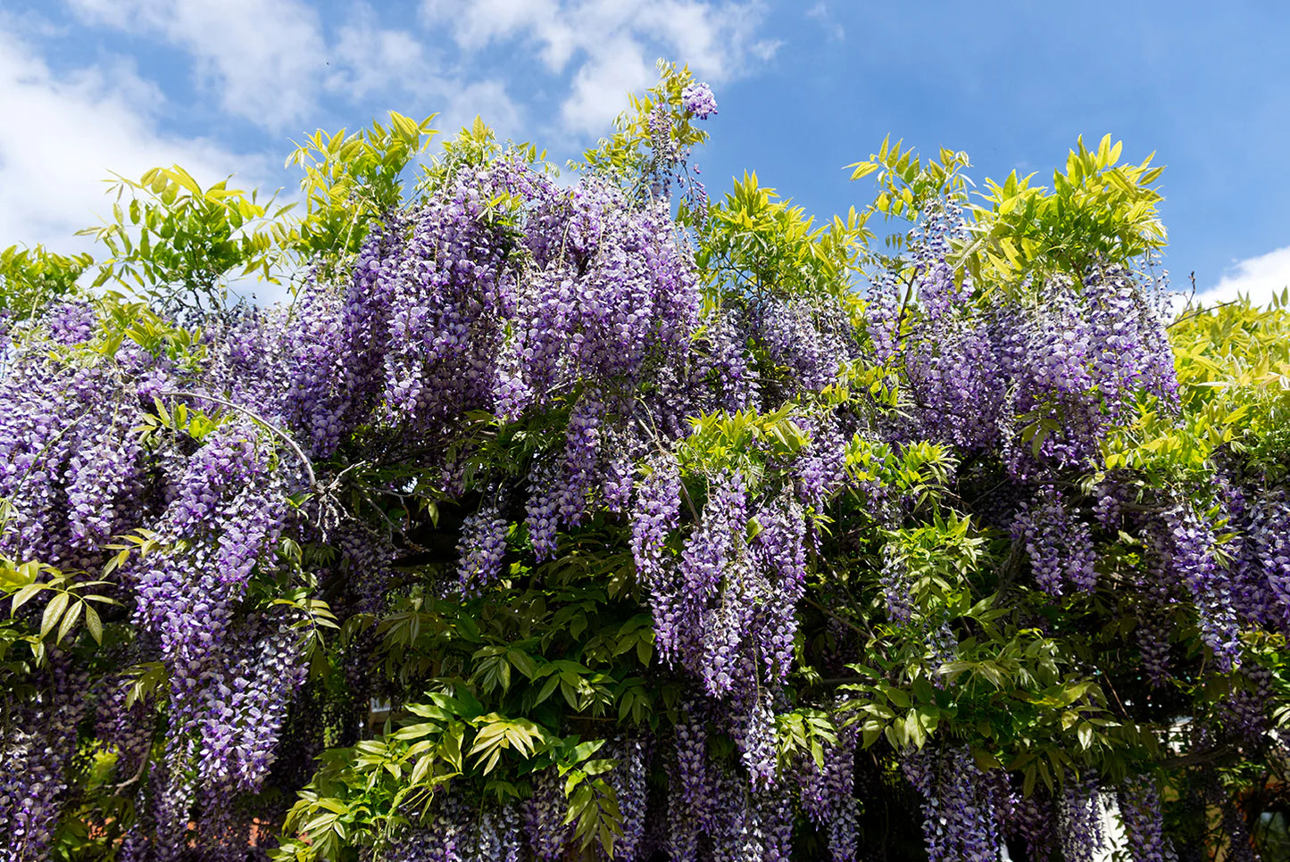 Visterija stambiakekė (Wisteria macrostachya) 'Blue Moon'