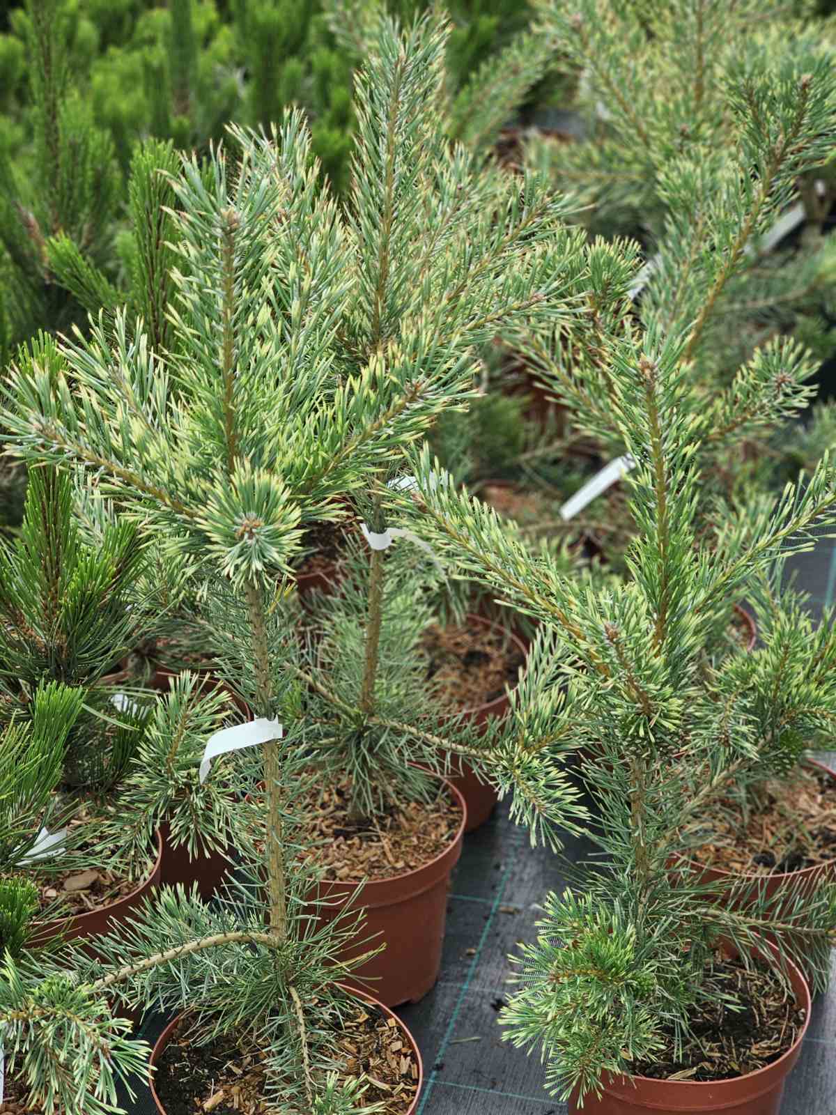 Pušis paprastoji (Pinus sylvestris) 'Argentea'