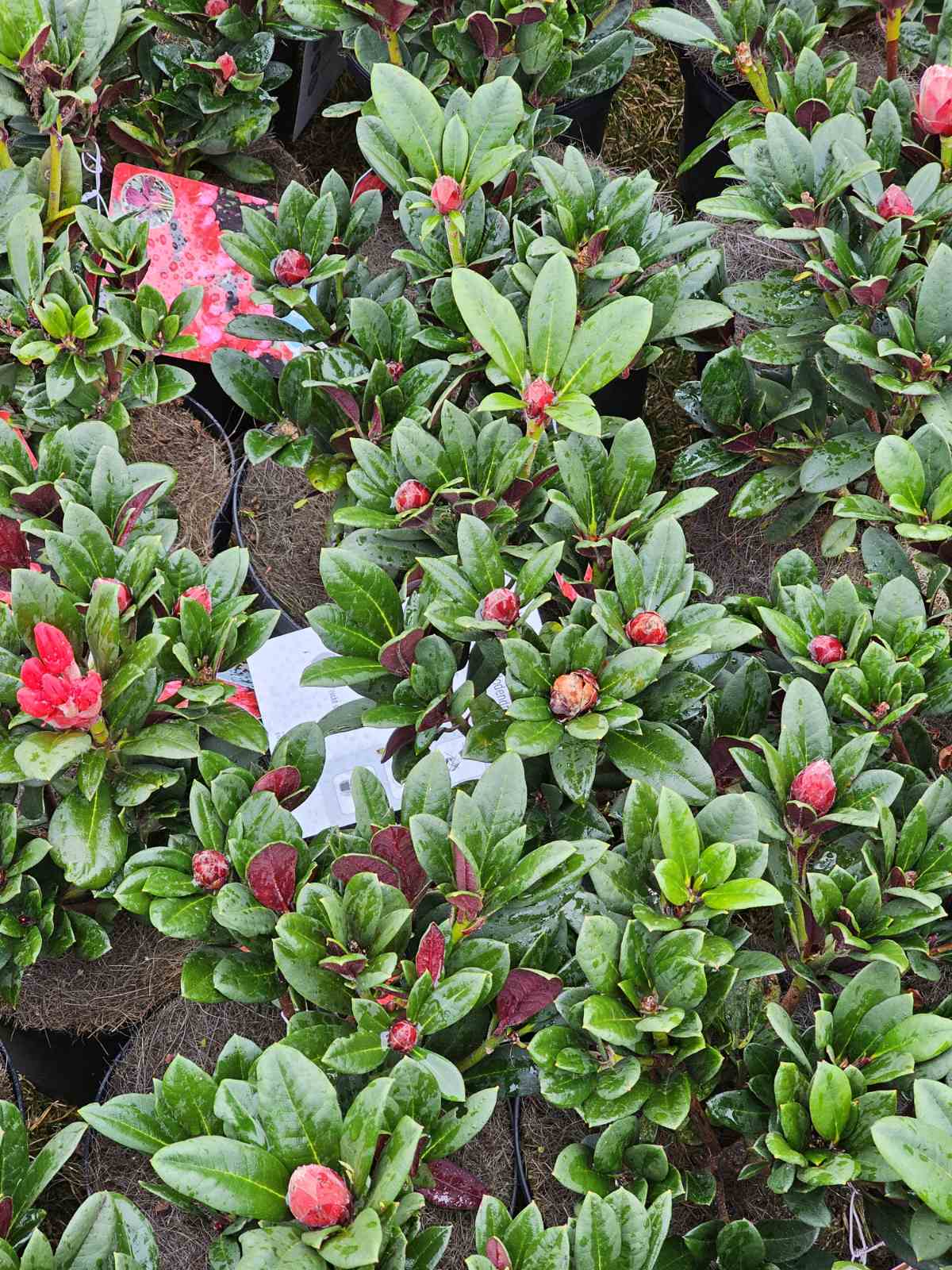 Rododendras (Rhododendron) 'Burletta'