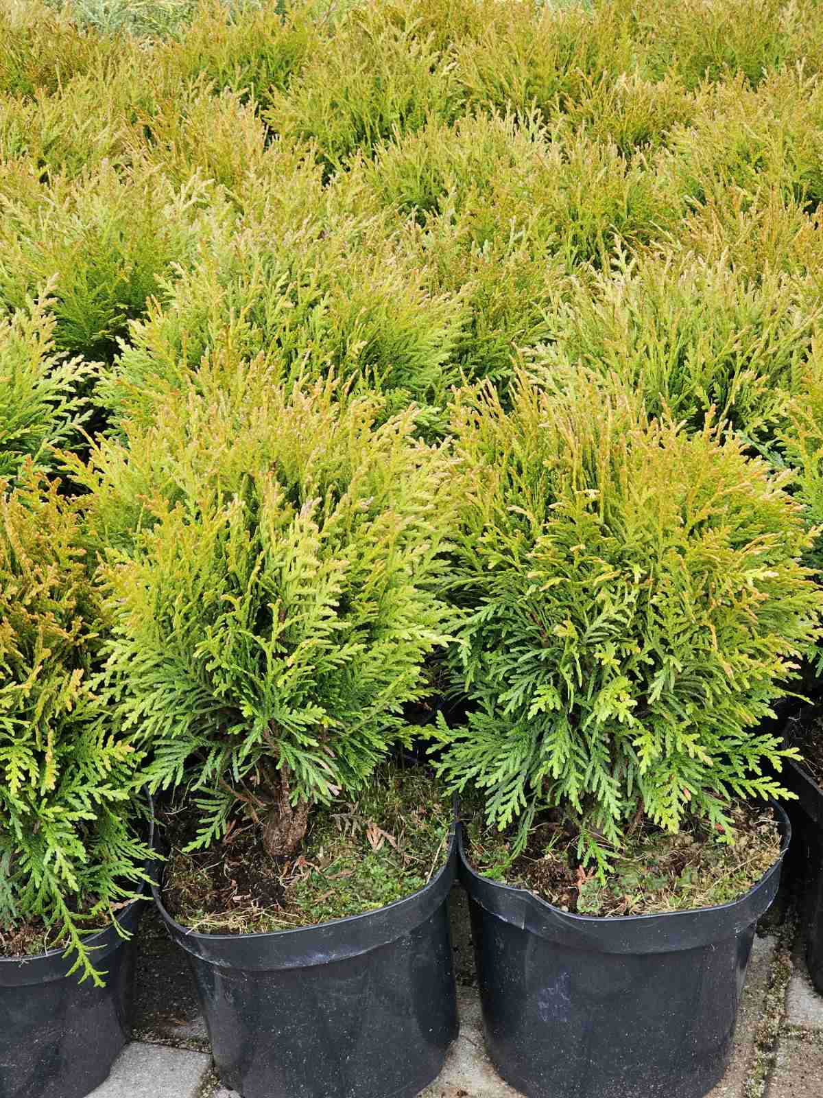 Tuja vakarinė (Thuja occidentalis) 'Danica'