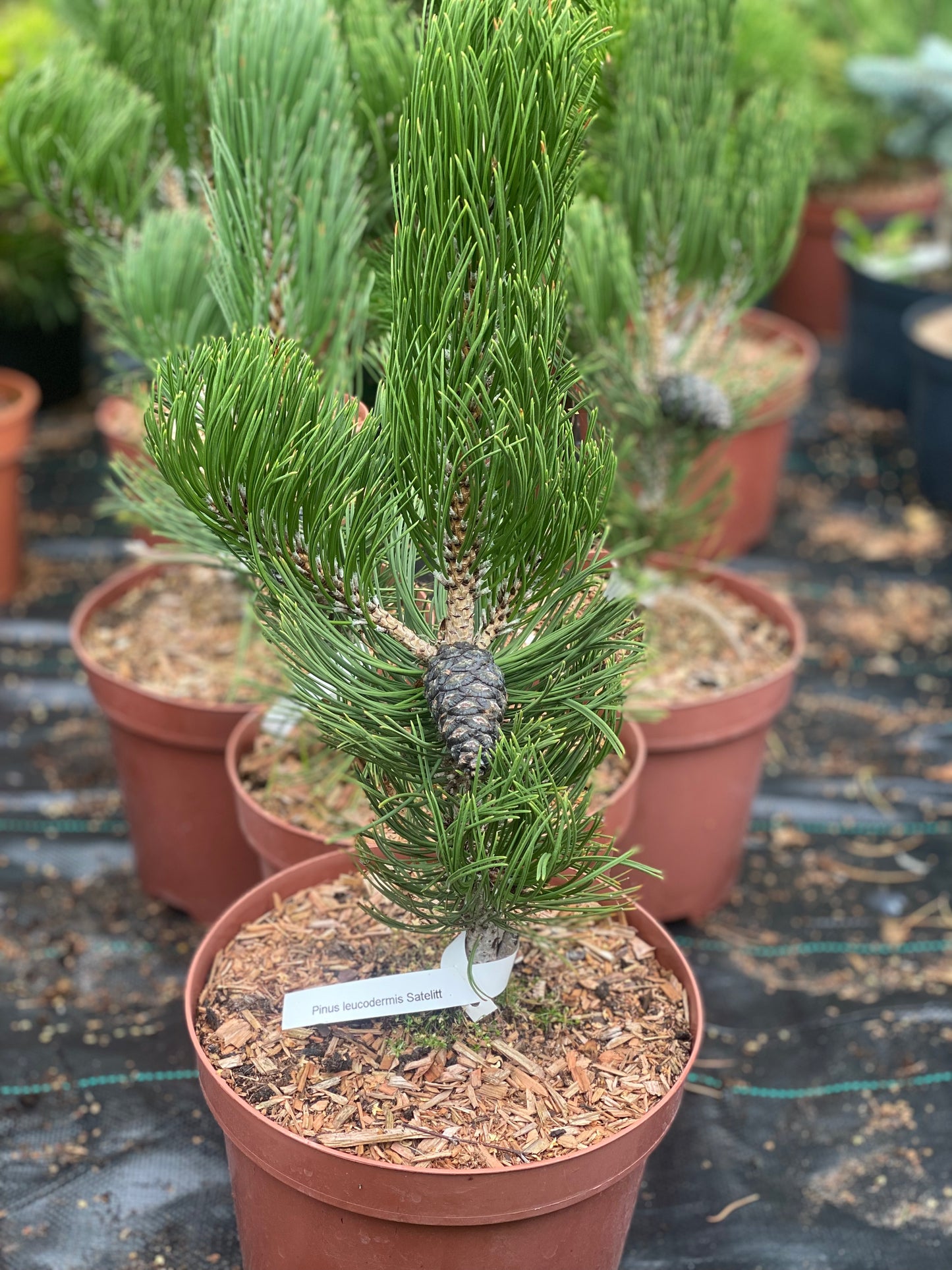 Pušis baltažievė (Pinus leucodermis) 'Satellit'
