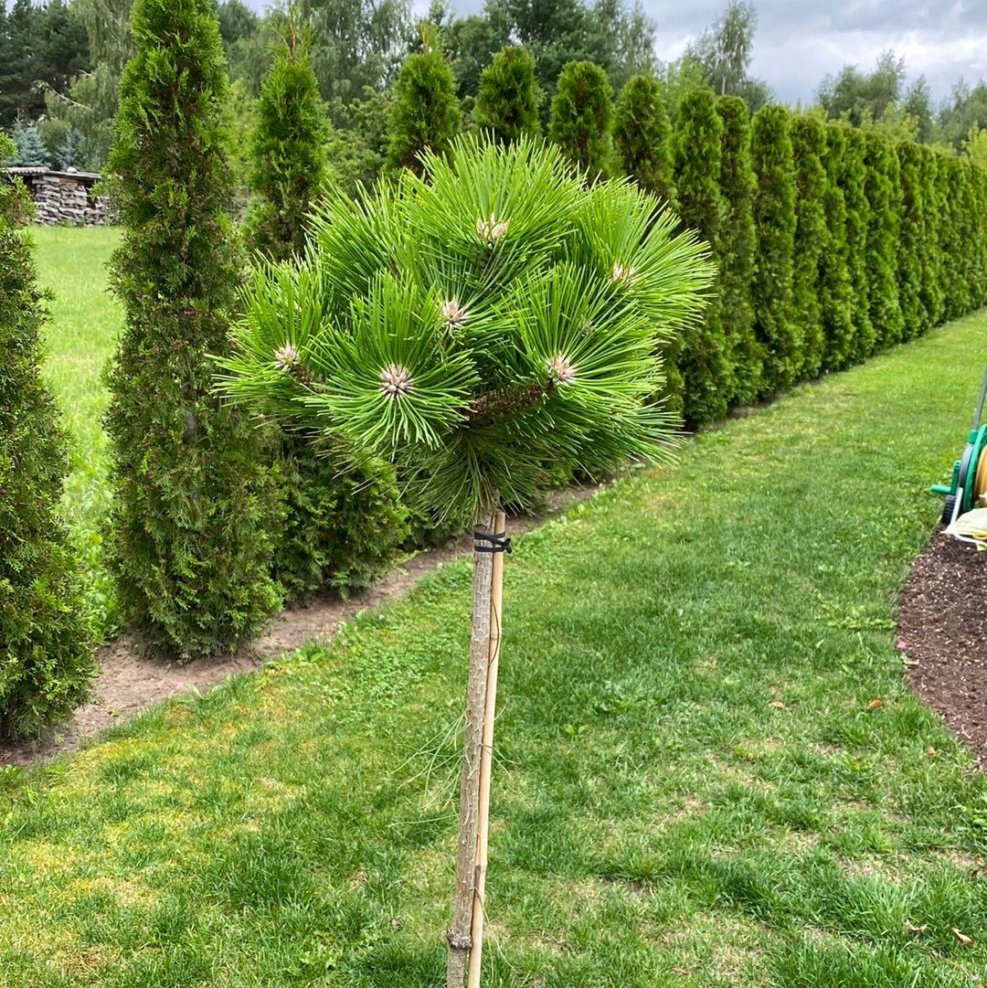 Pušis juodoji (Pinus nigra) 'Bayo' Pa