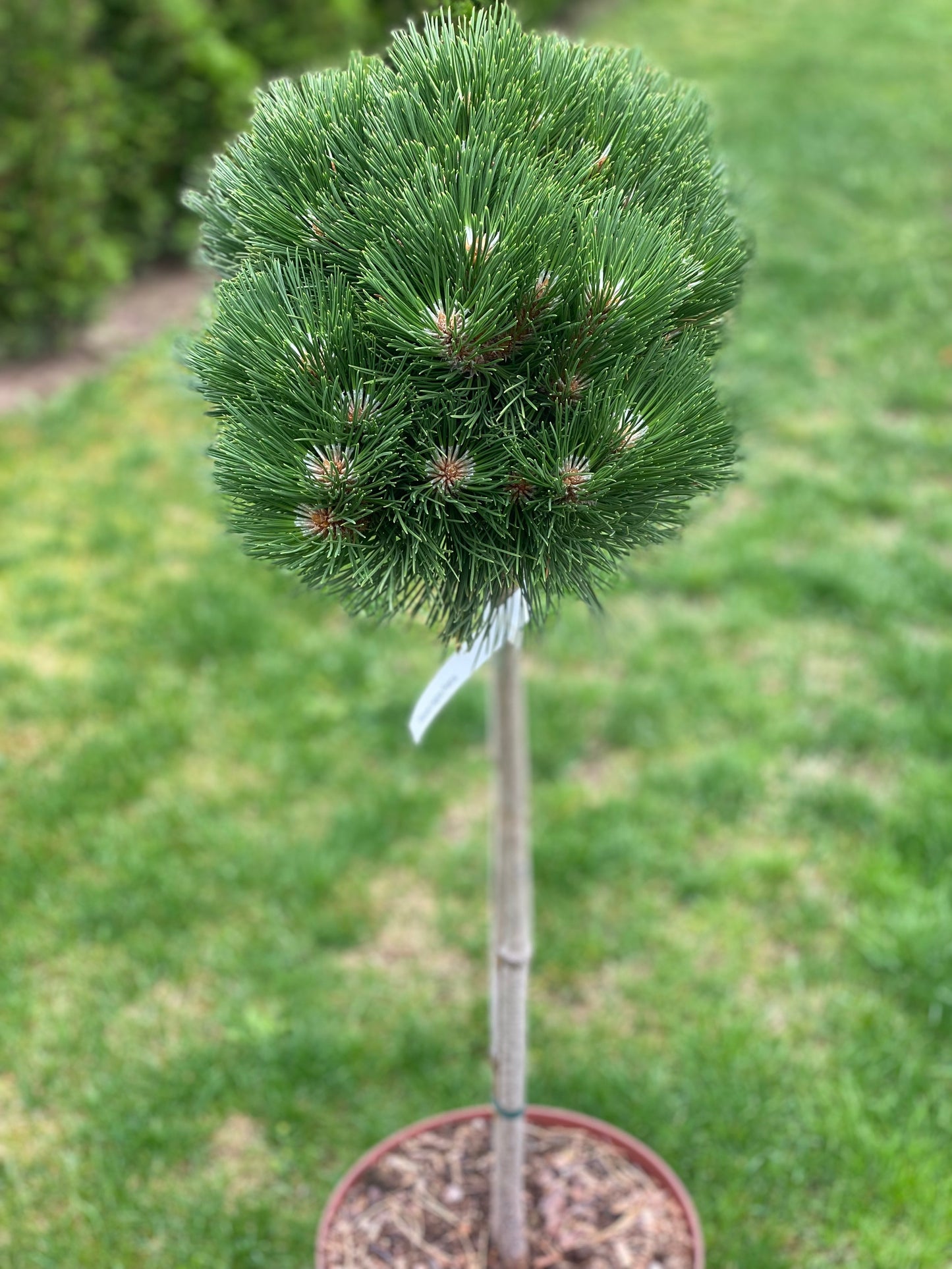 Pušis juodoji (Pinus nigra) 'Petra' Pa