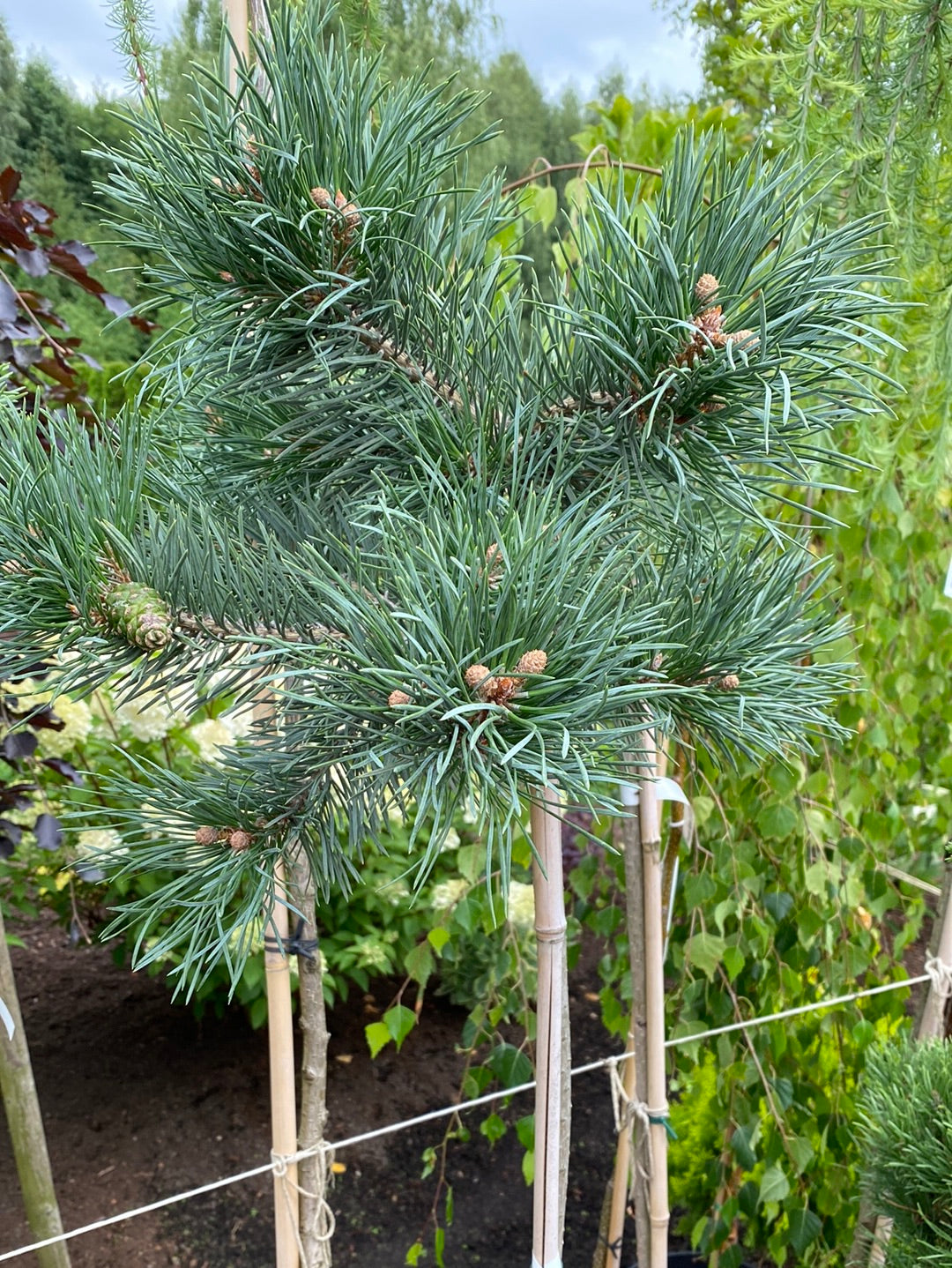 Pušis paprastoji (Pinus sylvestris) 'Albyns' Pa