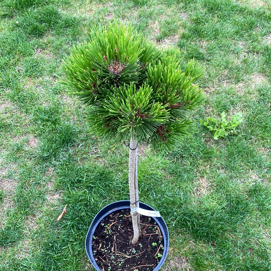 Pušis baltažievė (Pinus leucodermis) 'Schmidtii' Pa