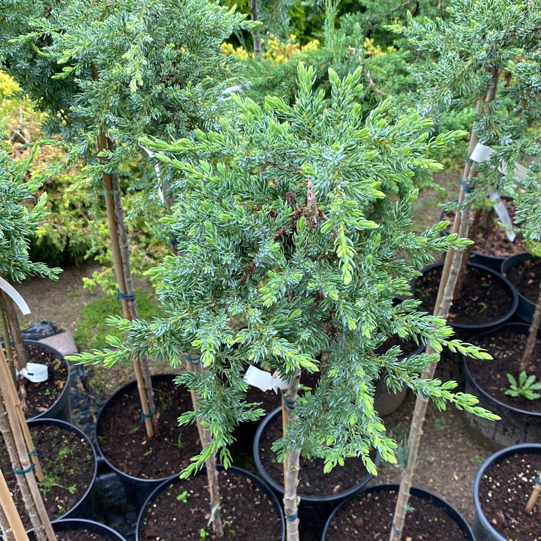 Kadagys paprastasis (Juniperus communis) 'Sibirica' Pa