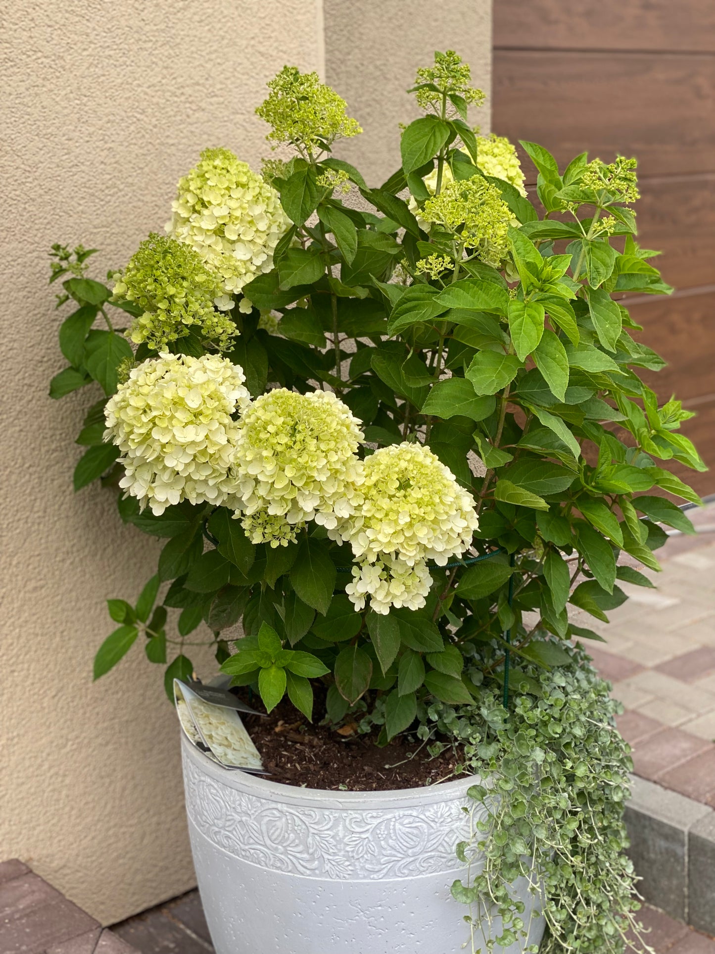 Hortenzija šluotelinė (Hydrangea paniculata) Living 'Summer Snow'