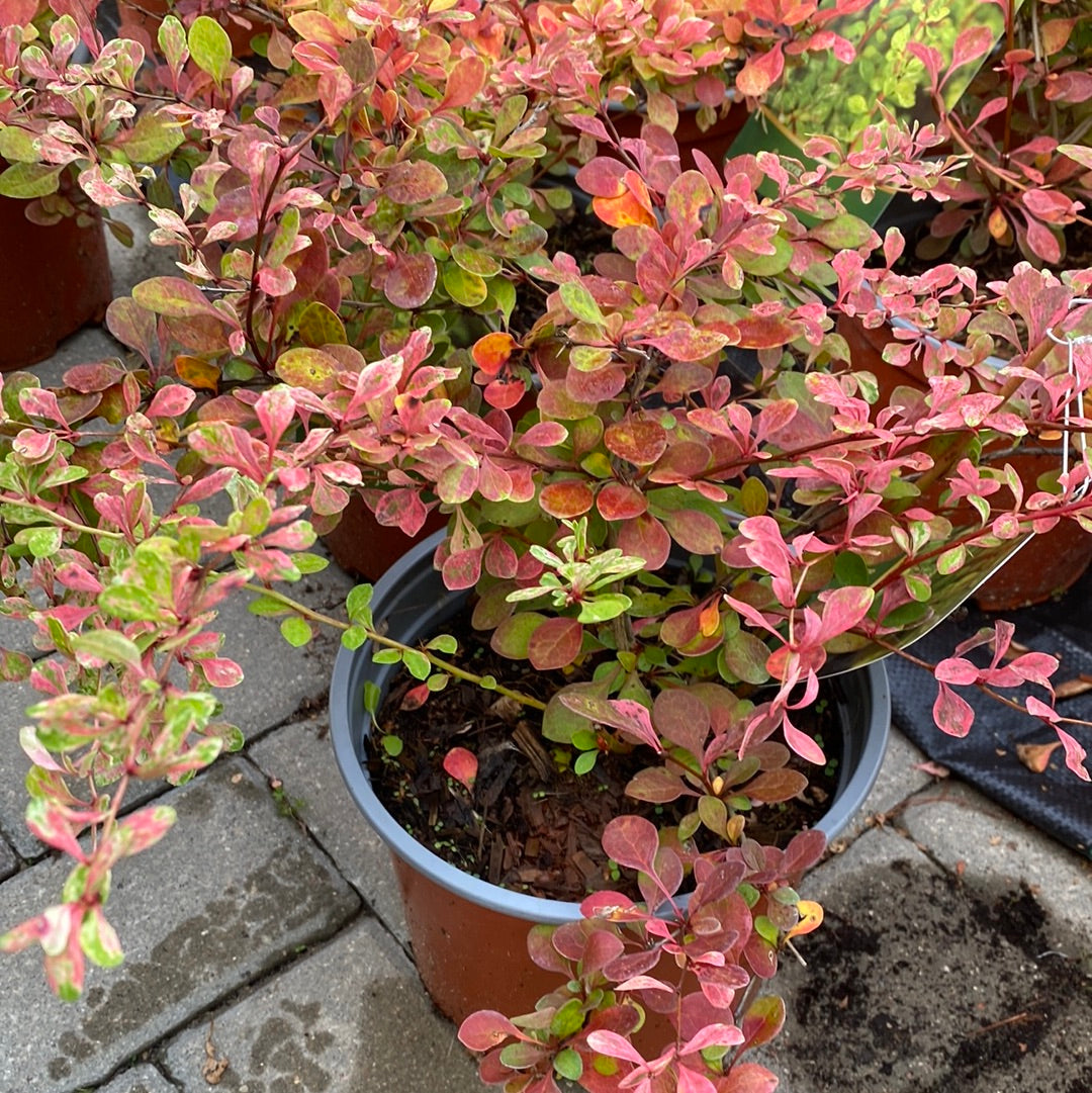 Raugerškis tunbergo (Berberis thunbergii) 'Joanna'