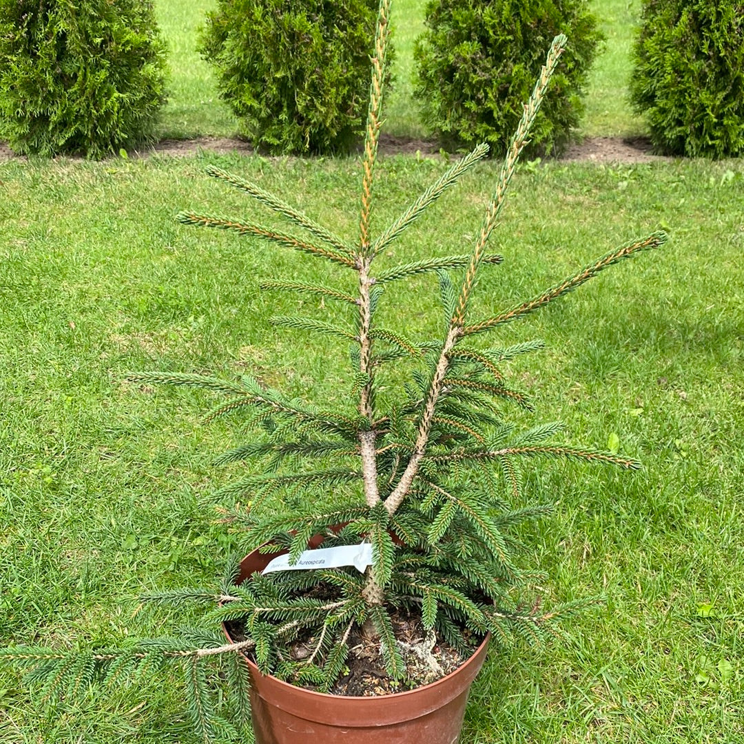 Eglė rytinė (Picea orientalis) 'Aureospicata'