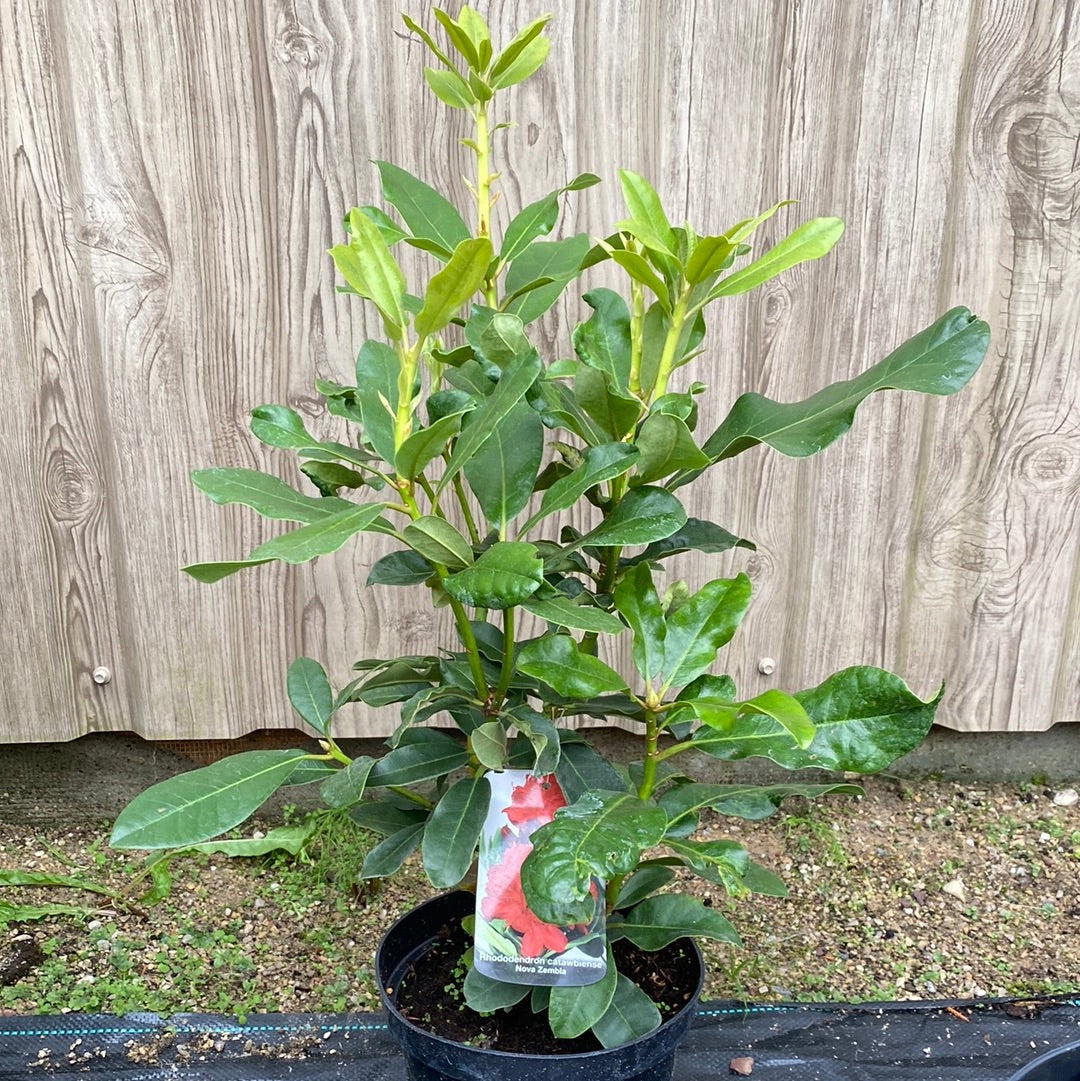 Rododendras (Rhododendron) 'Nova Zembla'
