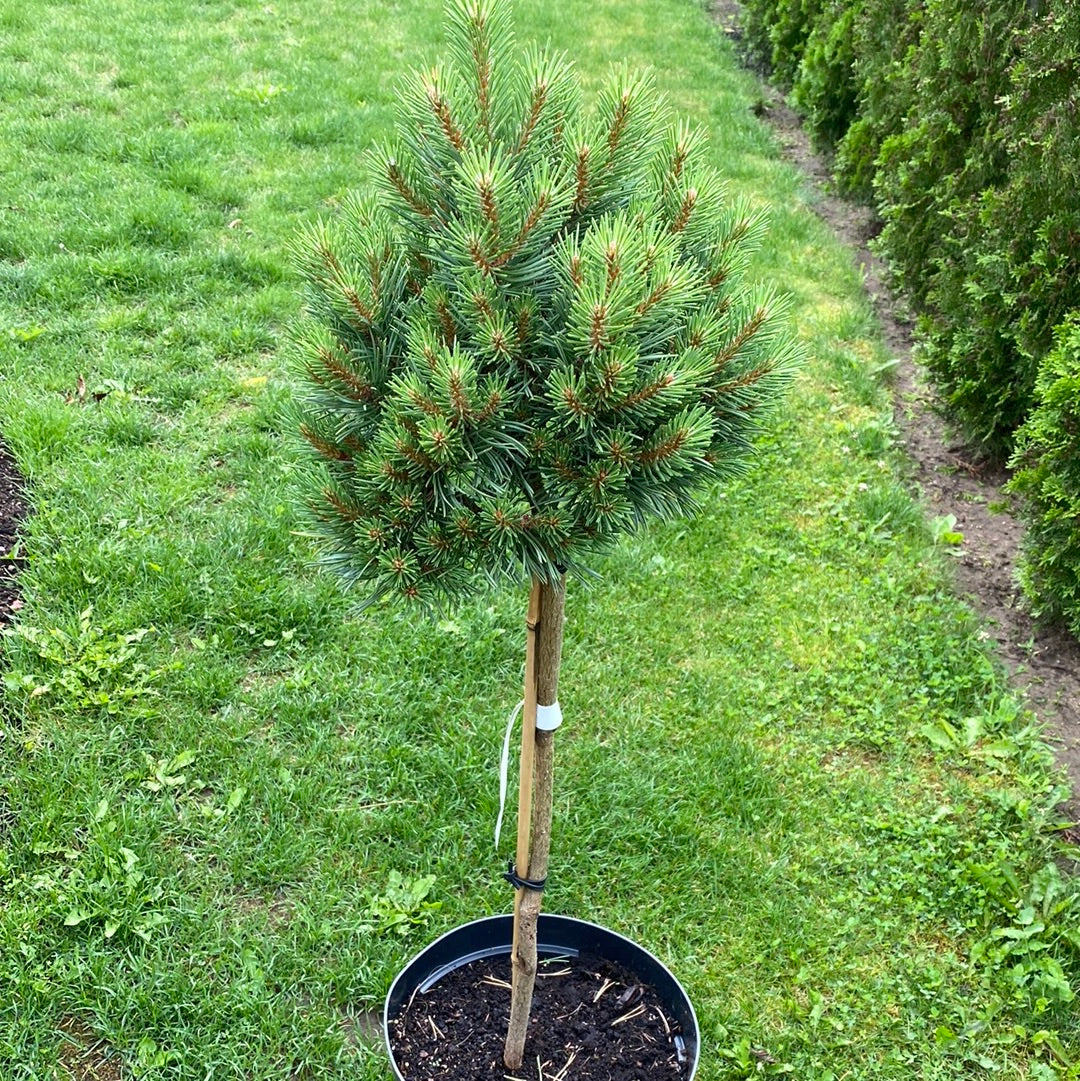 Pušis paprastoji (Pinus sylvestris) 'Treasure' Pa