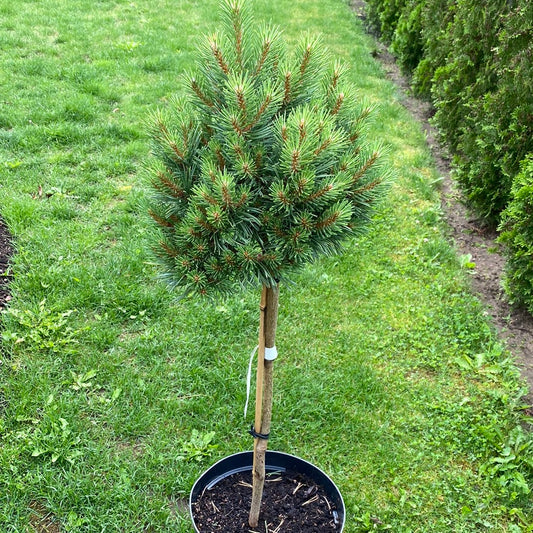 Pušis paprastoji (Pinus sylvestris) 'Treasure' Pa