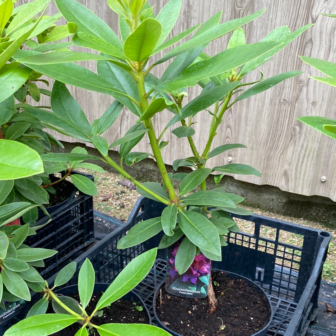 Rododendras (Rhododendron) 'Polarnacht'