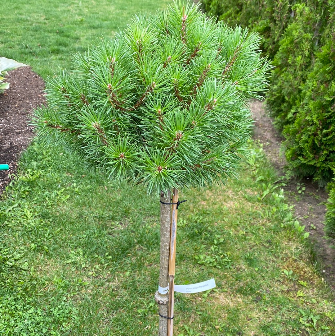 Pušis kalninė (Pinus mugo) 'Trompenburg' Pa