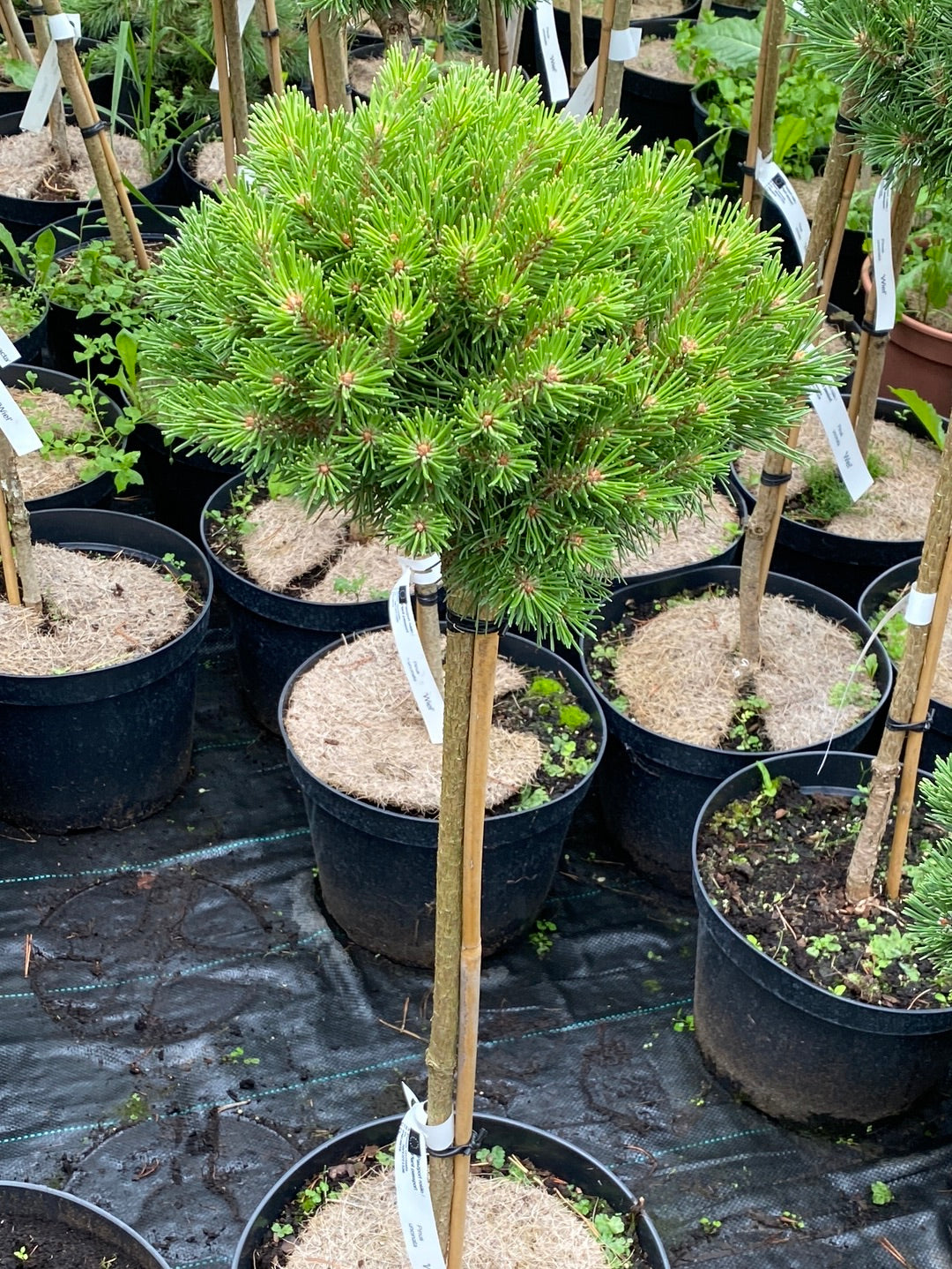 Pušis kablelinė (Pinus uncinata) 'Wiel' Pa