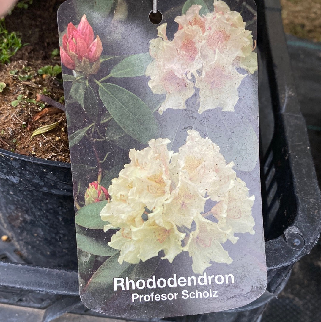 Rododendras (Rhododendron) 'Profesor Scholz'
