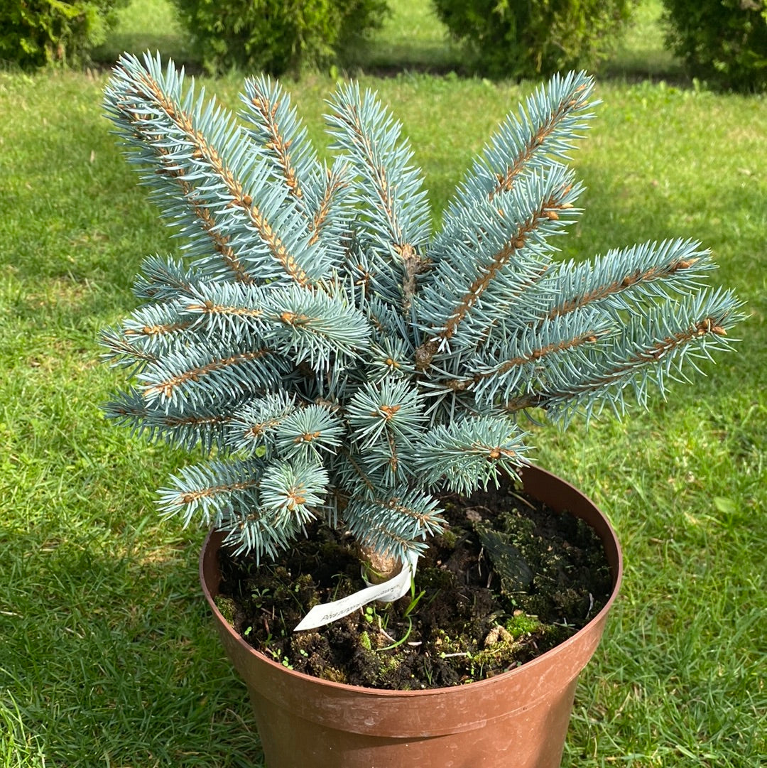 Eglė dygioji (Picea pungens) 'Glauca Globosa'