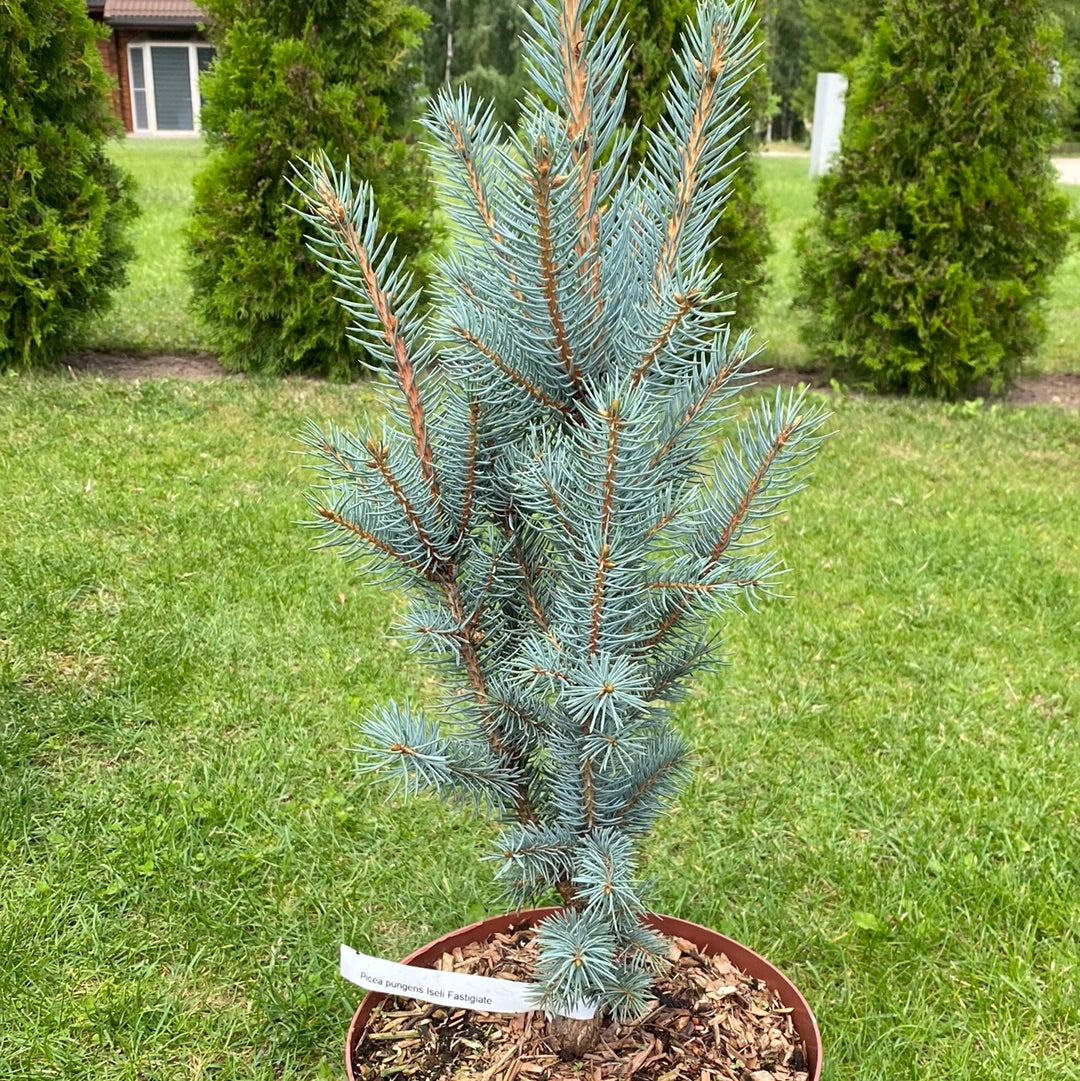 Eglė dygioji (Picea pungens) 'Iseli Fastigiate'
