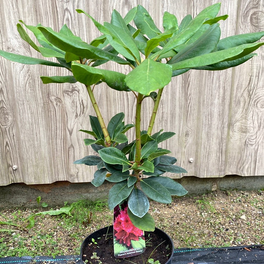 Rododendras (Rhododendron) 'Pearce's A. Beauty'