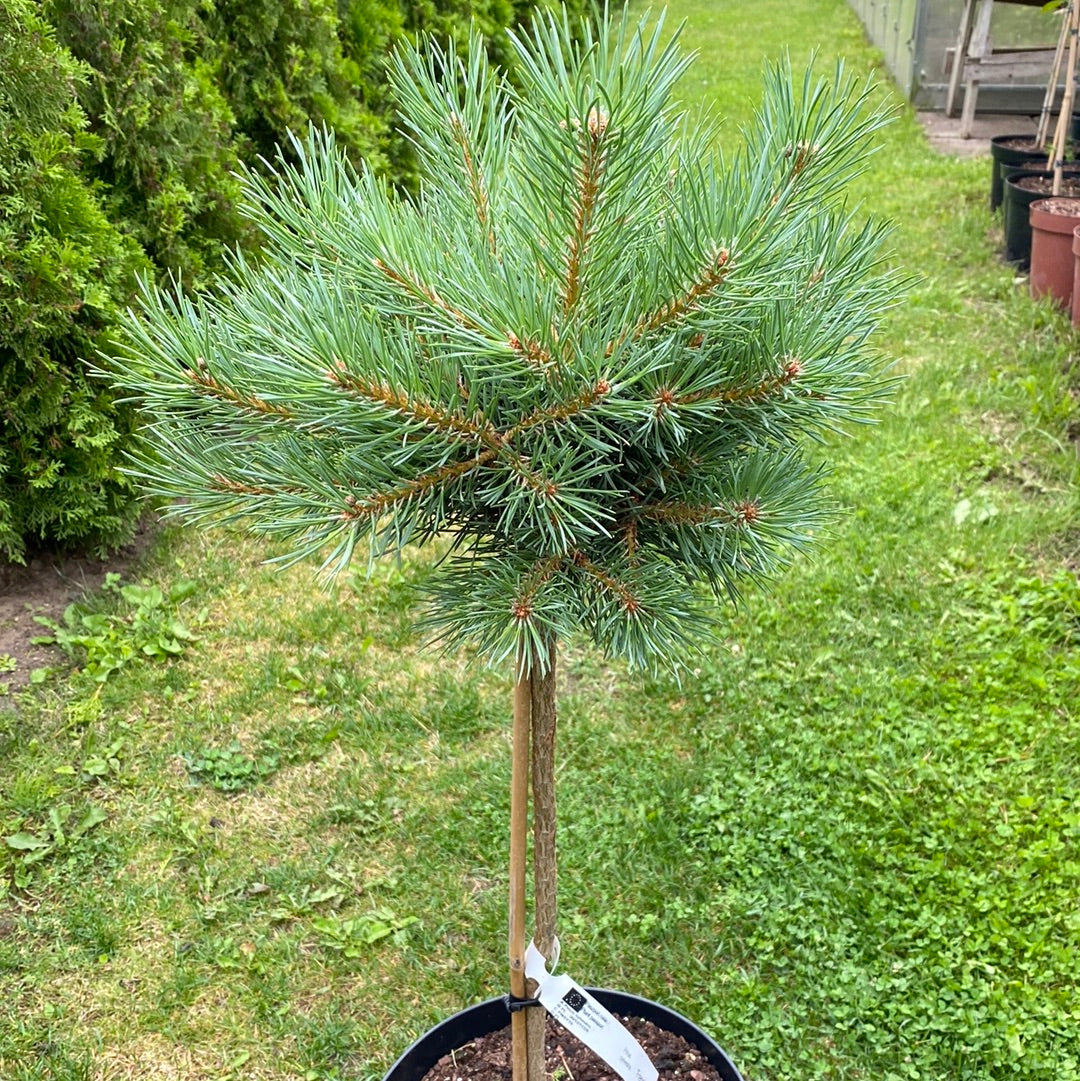 Pušis paprastoji (Pinus sylvestris) 'Freshham' Pa