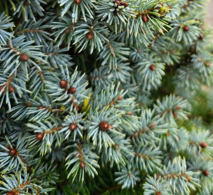 Eglė baltoji (Picea glauca) 'Sander's Blue'