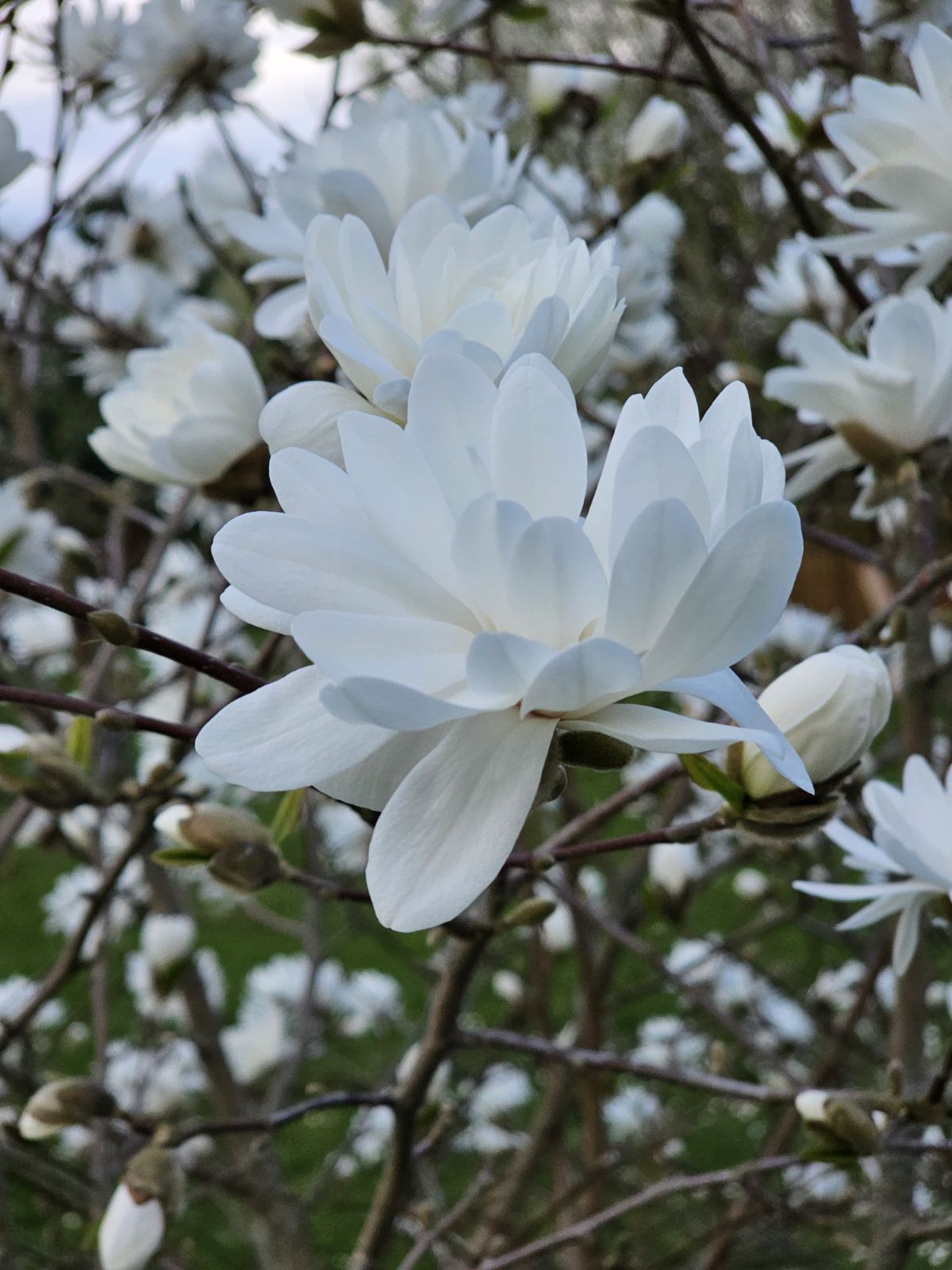 Magnolija žvaigždinė (Magnolia stellata) 'Royal Star'