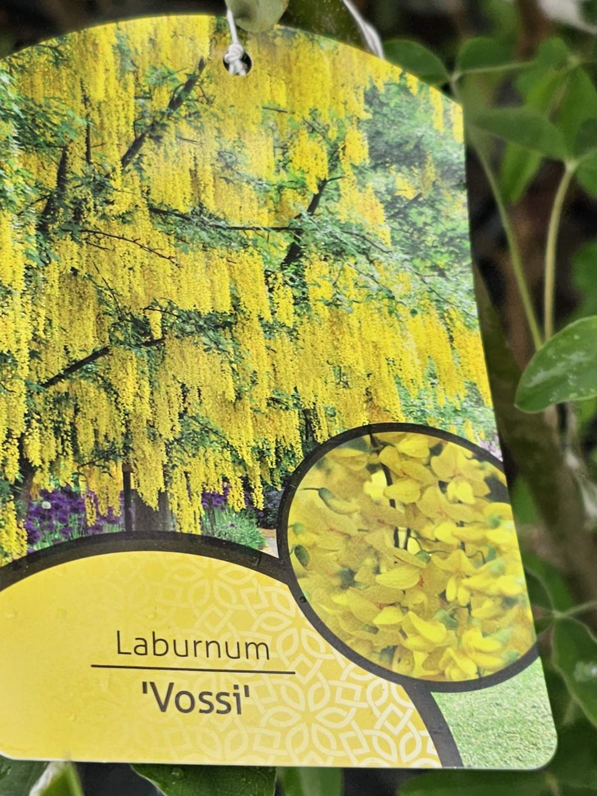 Pupmedis (Laburnum) 'Vossii'