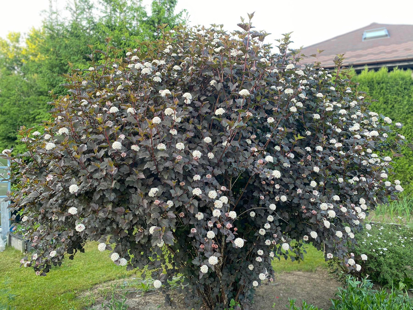 Pūslenis putinalapis (Physocarpus opulifolius) 'Diabolo'