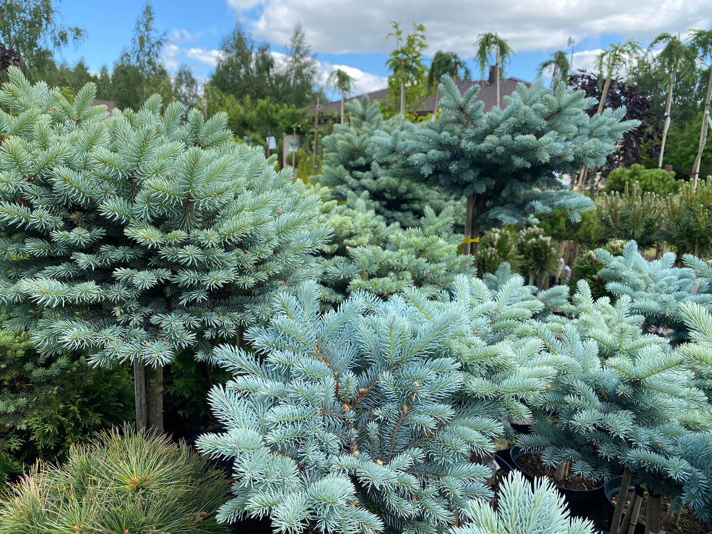 Eglė dygioji (Picea pungens) 'Glauca Globosa' Pa