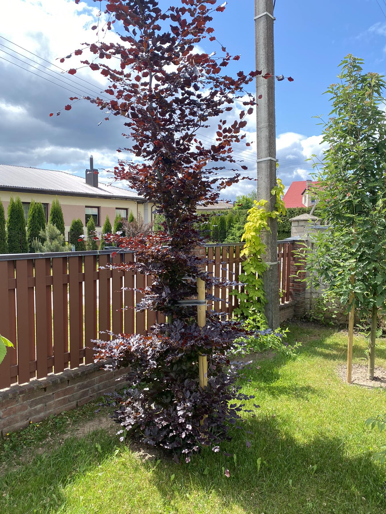 Bukas paprastasis (Fagus sylvatica) 'Atropunicea'