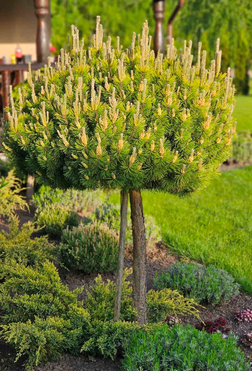 Pušis kalninė (Pinus mugo) 'Winter Gold' Pa
