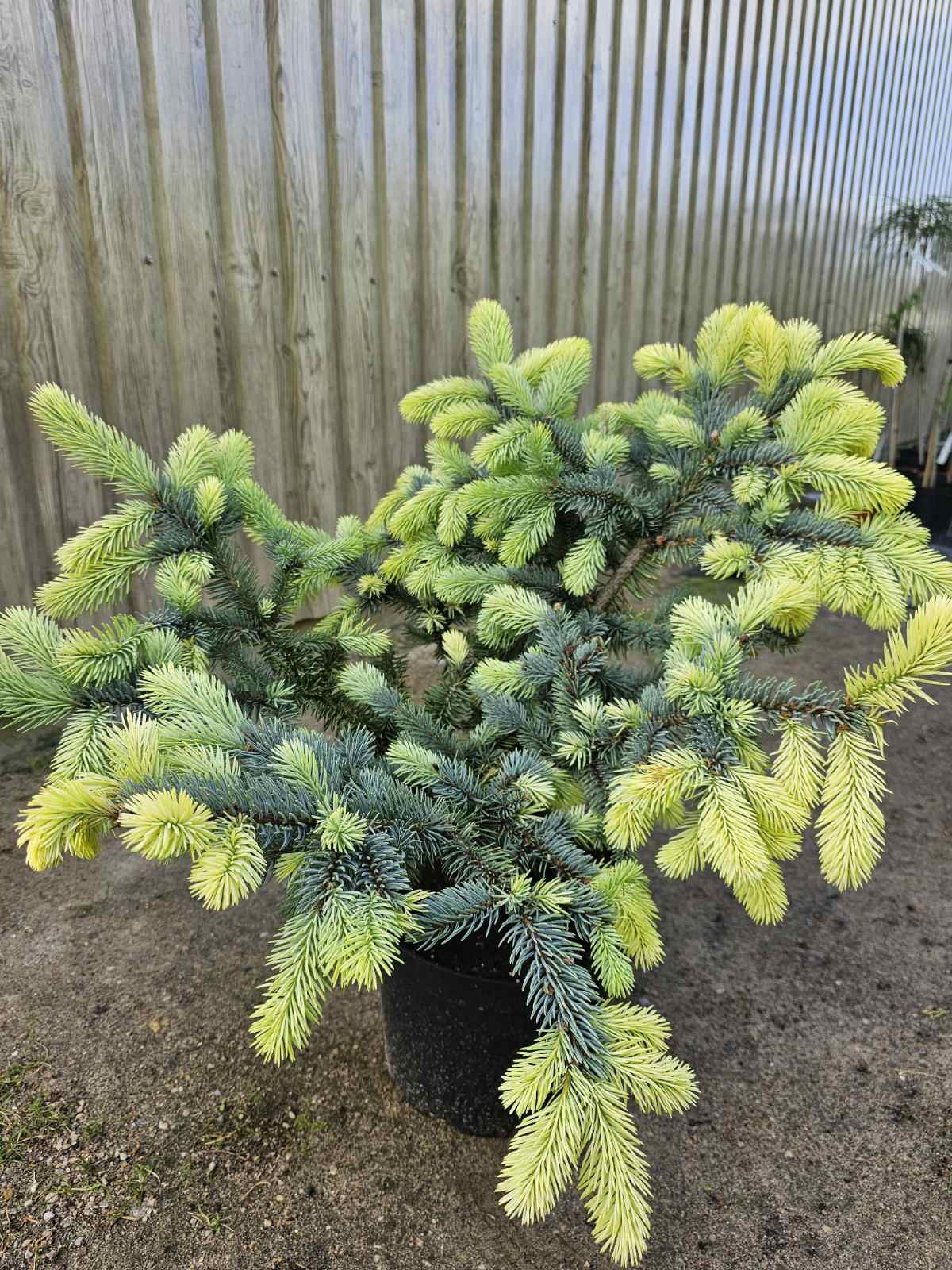 Eglė dygioji (Picea pungens) 'Bialobok'