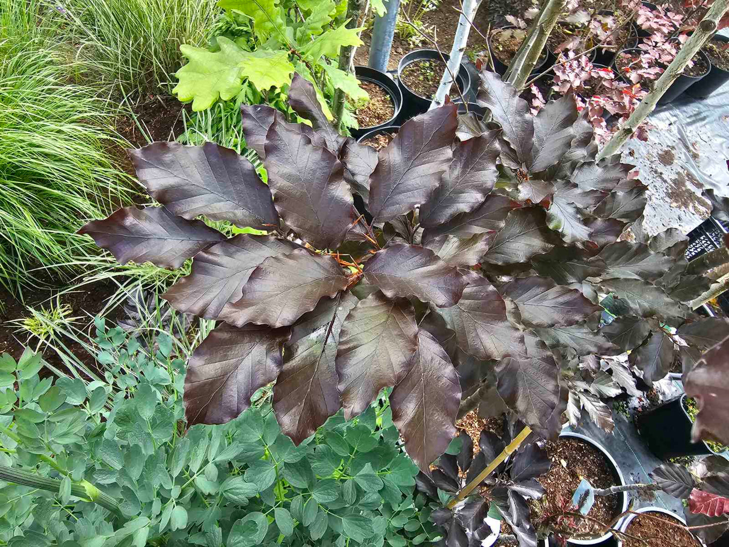 Bukas paprastasis (Fagus sylvatica) 'Atropunicea'