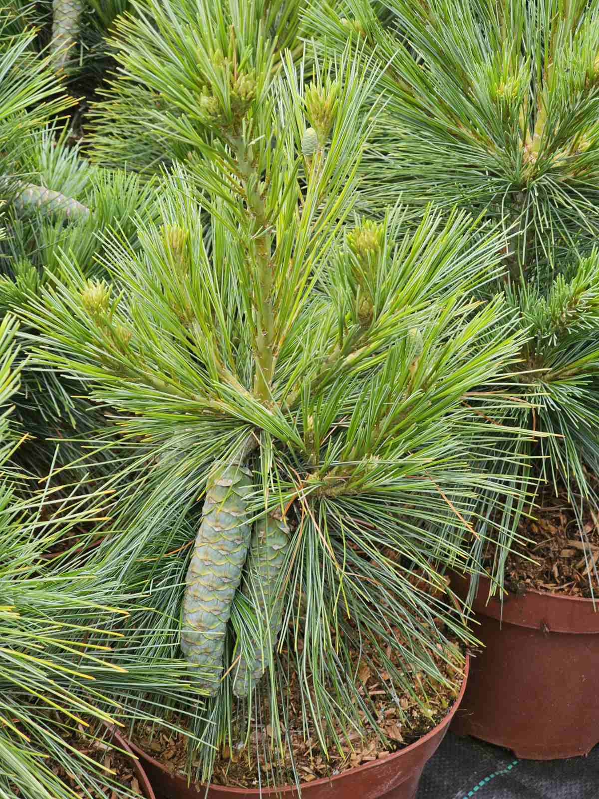 Pušis šverino (Pinus x schwerinii) 'Wiethorst'