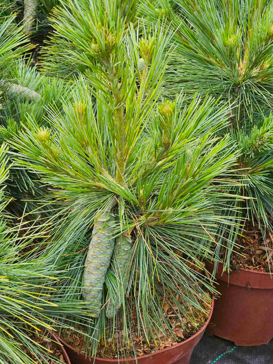 Pušis šverino (Pinus x schwerinii) 'Wiethorst'