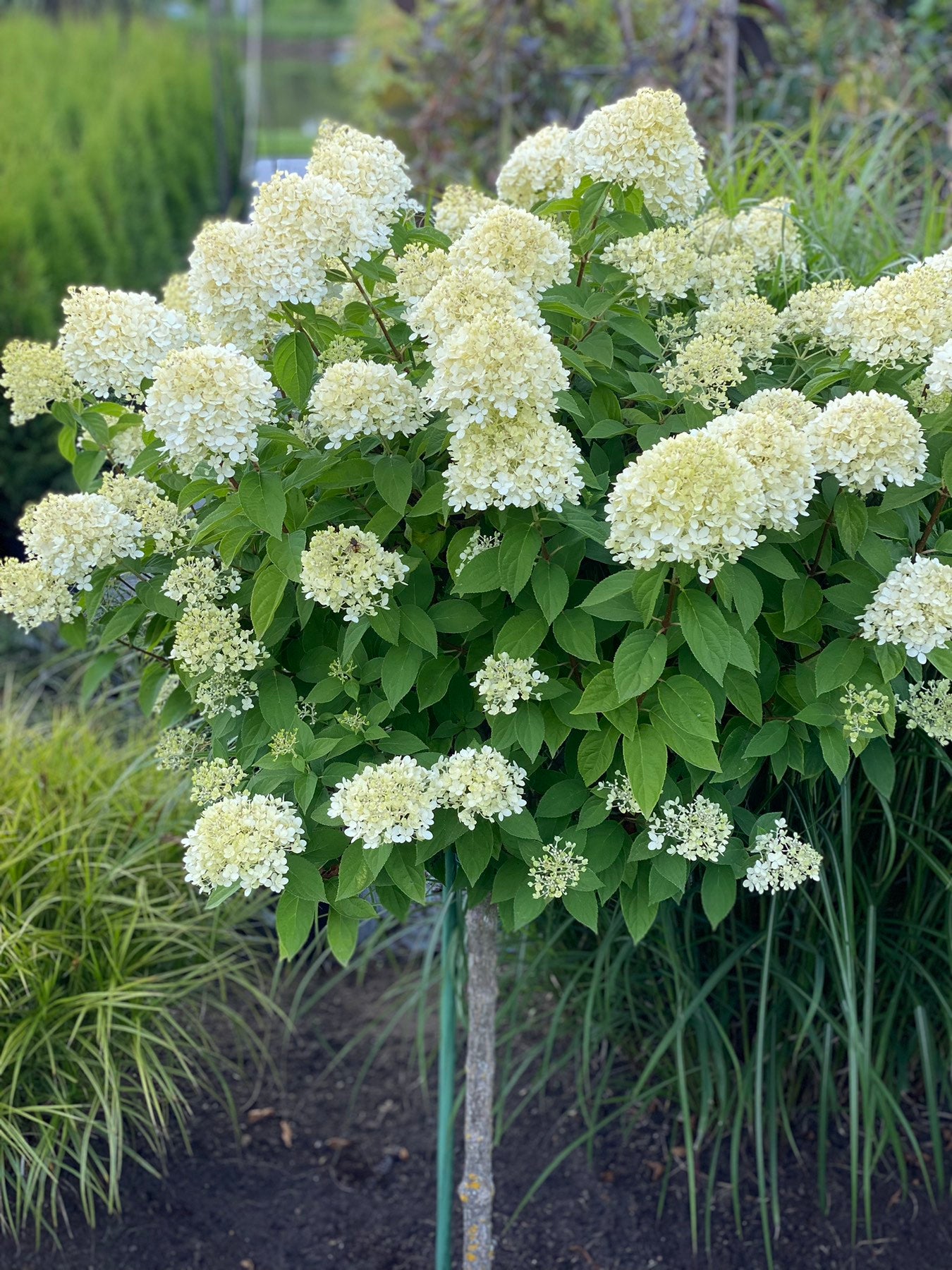 Stiebinė šluotelinė hortenzija (Hydrangea paniculata) 'Little Lime' Pa