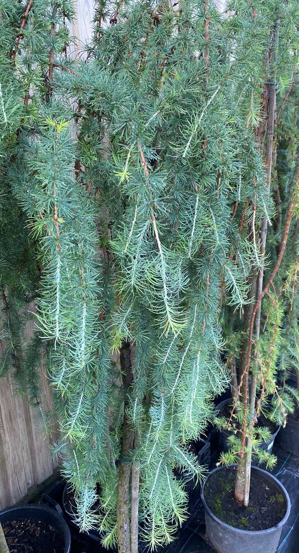 Maumedis europinis (Larix decidua) 'Pendula' Pa